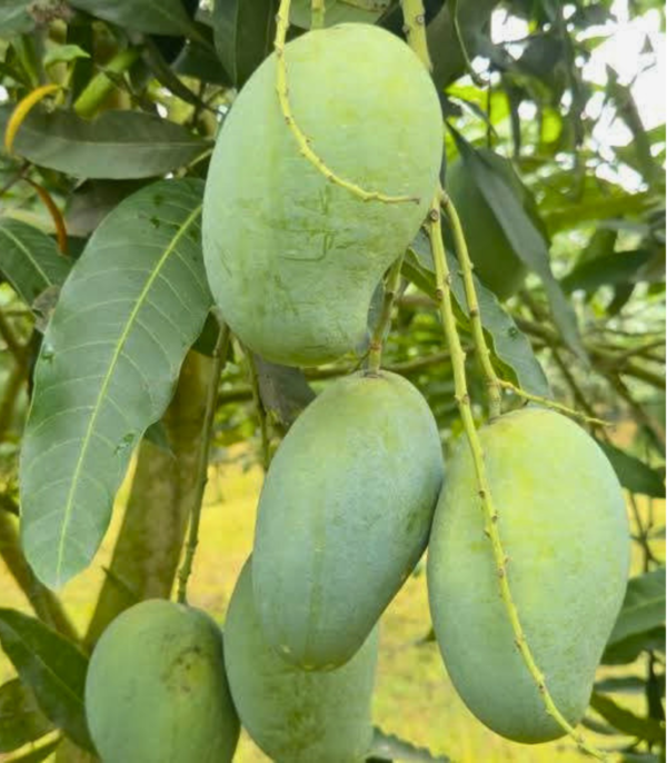 খাগড়াছড়ির পাহাড়ি আম্রপালি আম